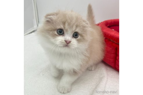 成約済の愛知県のスコティッシュフォールド(折れ耳)-104367の4枚目