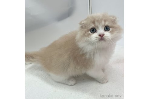 成約済の愛知県のスコティッシュフォールド(折れ耳)-104367の3枚目