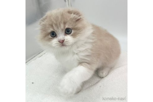 成約済の愛知県のスコティッシュフォールド(折れ耳)-104367の5枚目