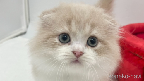 成約済の愛知県のスコティッシュフォールド(折れ耳)-104367