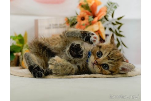 成約済の神奈川県のミヌエット-104368の3枚目