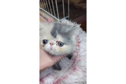 成約済の長崎県のエキゾチックショートヘア-101844の1枚目