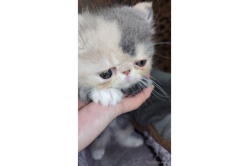 成約済の長崎県のエキゾチックショートヘア-101844の2枚目