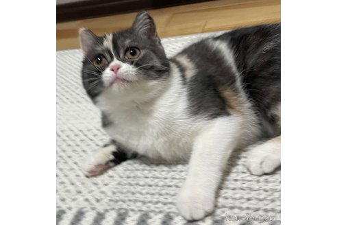 成約済の愛知県のミヌエット-93351の15枚目