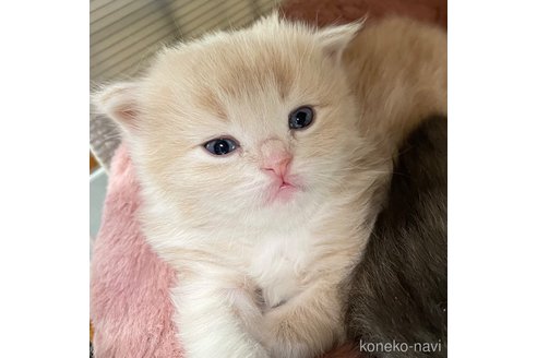 成約済の愛知県のミヌエット-104399の39枚目
