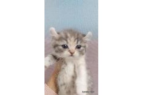成約済の東京都のアメリカンカール-104413の1枚目