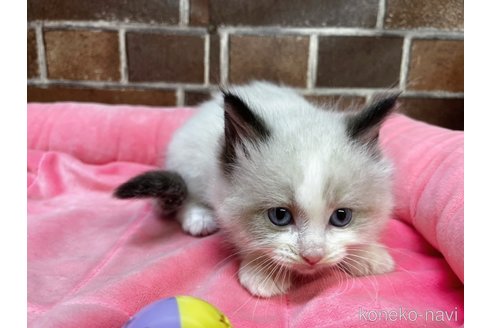 成約済の東京都のラグドール-104424の10枚目