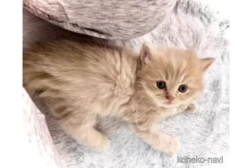 成約済の三重県のブリティッシュショートヘア-104471の2枚目