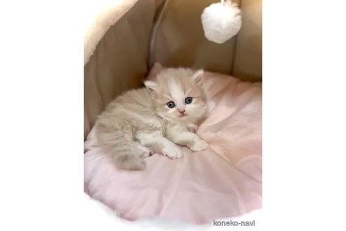 成約済の三重県のブリティッシュショートヘア-104473の2枚目
