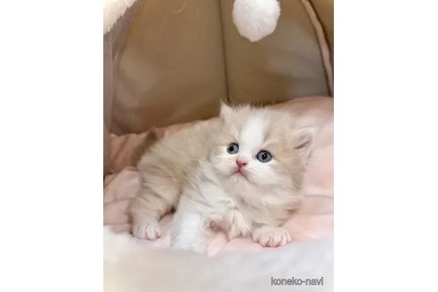 窪田純子ブリーダーのブリティッシュショートヘアの子猫
