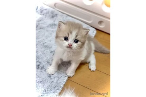 販売中の三重県のブリティッシュショートヘア-104475の5枚目
