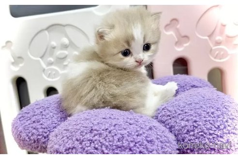 販売中の三重県のブリティッシュショートヘア-104475の6枚目
