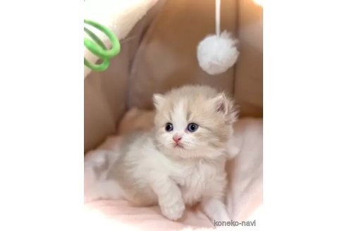販売中の三重県のブリティッシュショートヘア-104475の10枚目