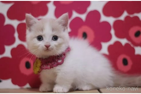 成約済の東京都のマンチカン(短足)-104476の2枚目