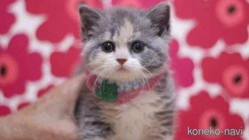 成約済の東京都のスコティッシュフォールド-104478の1枚目