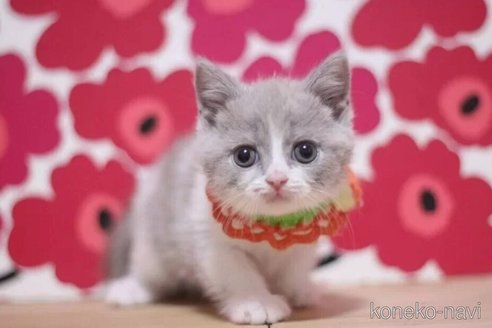 成約済の東京都のブリティッシュショートヘア-104479の2枚目