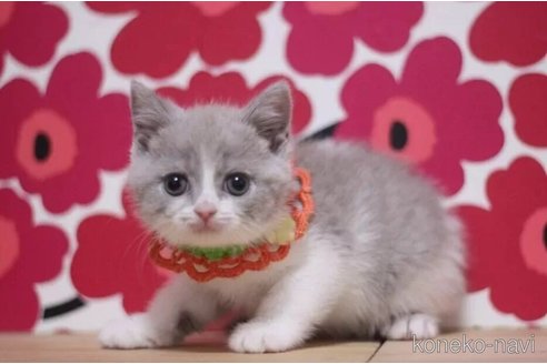 成約済の東京都のブリティッシュショートヘア-104479の3枚目