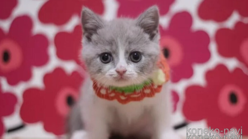 成約済の東京都のブリティッシュショートヘア-104479の1枚目