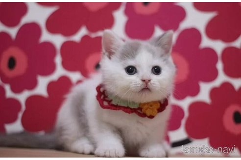 成約済の東京都のブリティッシュショートヘア-104480の4枚目