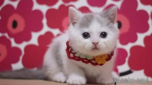 成約済の東京都のブリティッシュショートヘア-104480の1枚目