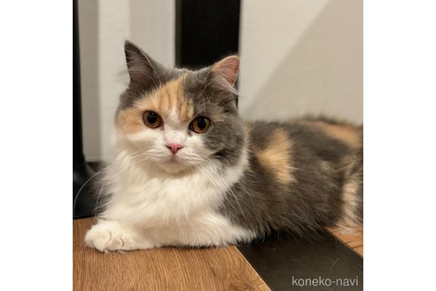 メルちゃん1枚目