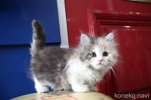 成約済の大阪府のマンチカン-103580の20枚目