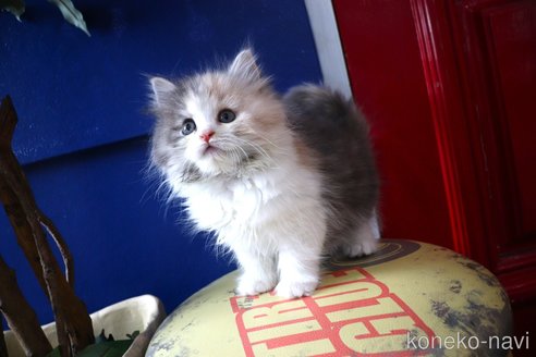 成約済の大阪府のマンチカン-103580の19枚目