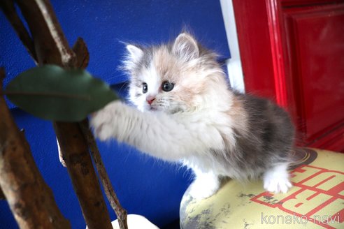 成約済の大阪府のマンチカン-103580の18枚目