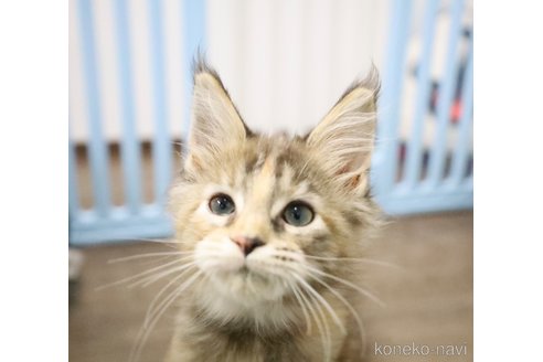 商談中の東京都のメインクーン-104501の9枚目