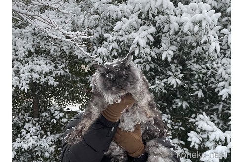 ラテくん1枚目