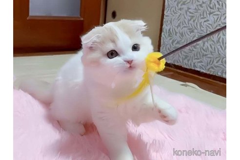 成約済の愛媛県のスコティッシュフォールド(折れ耳)-104512の5枚目