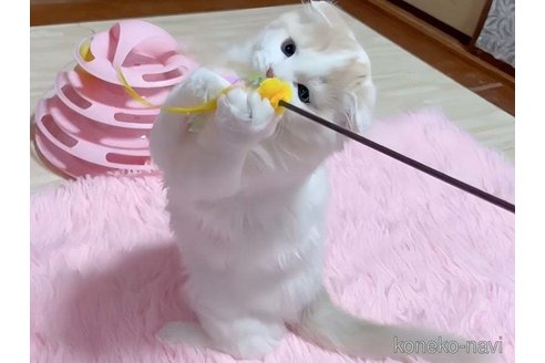成約済の愛媛県のスコティッシュフォールド(折れ耳)-104512の2枚目