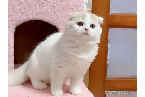 成約済の愛媛県のスコティッシュフォールド(折れ耳)-104512の3枚目