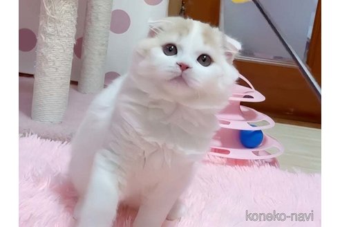 成約済の愛媛県のスコティッシュフォールド(折れ耳)-104512の4枚目