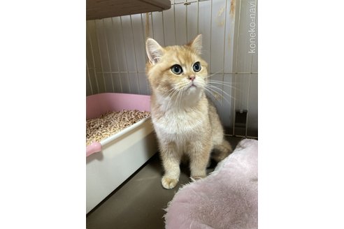 成約済の三重県のブリティッシュショートヘア-100415の2枚目