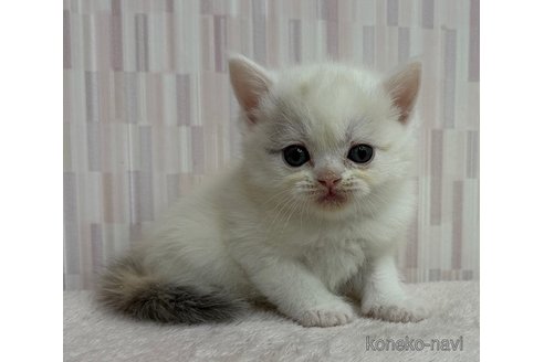 成約済の千葉県のスコティッシュフォールド-104519の2枚目