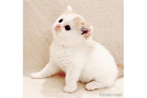 成約済の福島県のミヌエット-104523の4枚目