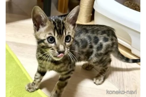 成約済の愛知県のベンガル-104525の3枚目