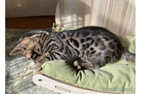 成約済の愛知県のベンガル-104526の2枚目
