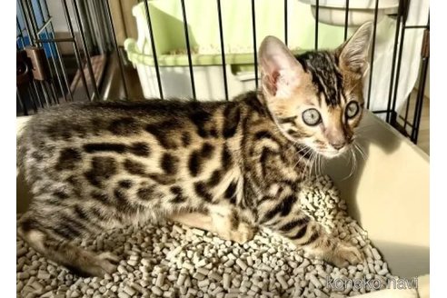 成約済の愛知県のベンガル-104526の3枚目