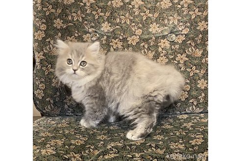 成約済の北海道のラガマフィン-101522の2枚目