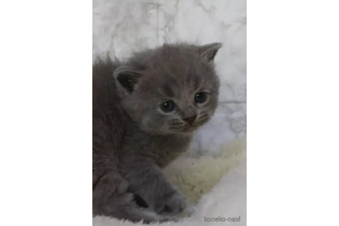 成約済の埼玉県のブリティッシュショートヘア-104559の2枚目