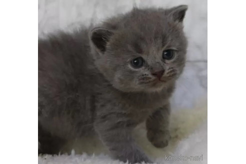 成約済の埼玉県のブリティッシュショートヘア-104559の3枚目