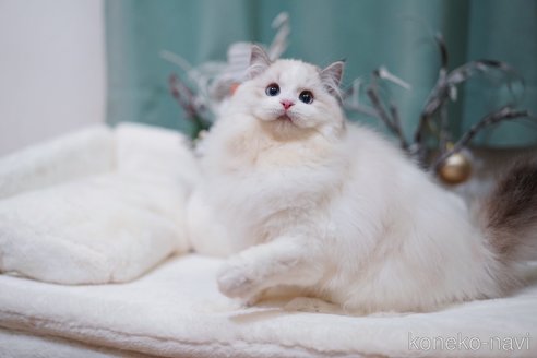 成約済の埼玉県のラグドール-104561の2枚目