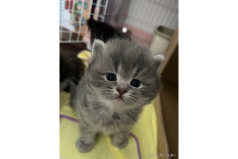 成約済の宮城県のスコティッシュフォールド-104240の4枚目
