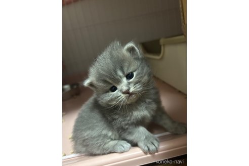成約済の宮城県のスコティッシュフォールド-104240の6枚目