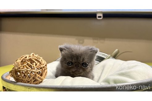 成約済の岐阜県のエキゾチックショートヘア-104573の8枚目