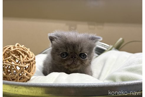 成約済の岐阜県のエキゾチックショートヘア-104573の9枚目