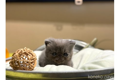 成約済の岐阜県のエキゾチックショートヘア-104573の10枚目