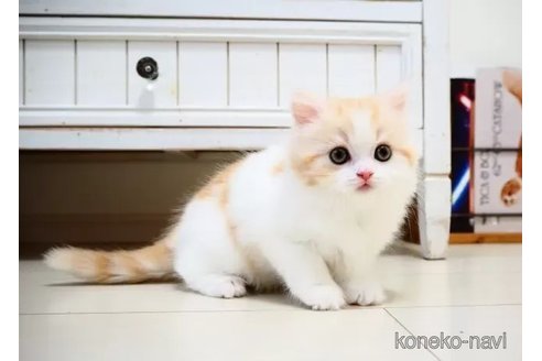 成約済の埼玉県のスコティッシュフォールド-104582の4枚目